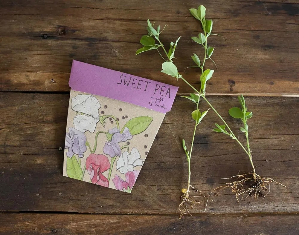 Sow 'n' Sow A Gift of Seeds - Sweet Pea
