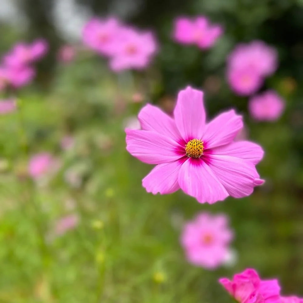 Close-up of a pink Cosmos flower with a blurred background