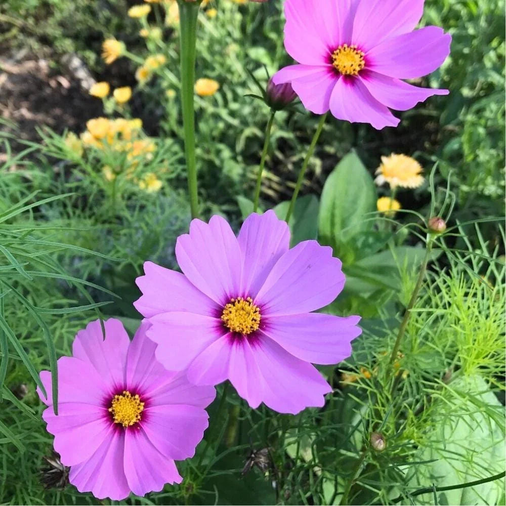 Three pink Cosmos flowers with yellow centers in a garden setting