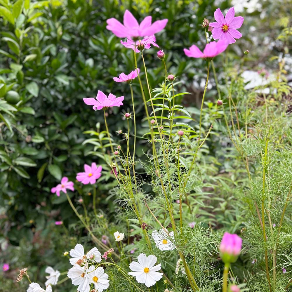 Pink and white Cosmos flowers in a garden setting with green foliage.