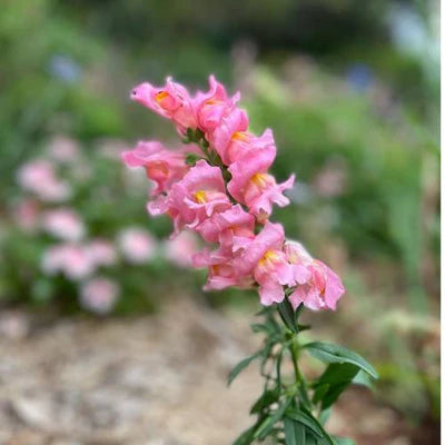 pink snapdragon