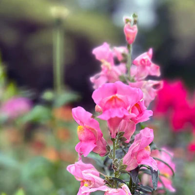 Close-up of pink snapdragon with a blurred green and brown background