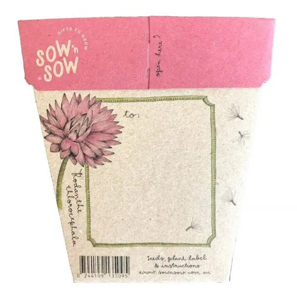 Sow 'n' Sow A Gift of Seeds - Everlasting Daisy