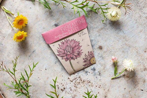 Sow 'n' Sow A Gift of Seeds - Everlasting Daisy