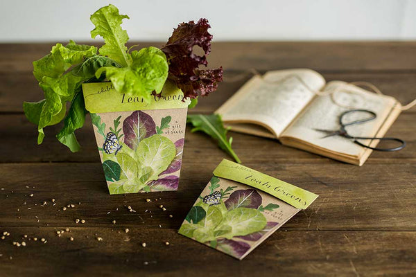 Sow 'n' Sow A Gift of Seeds - Leafy Greens